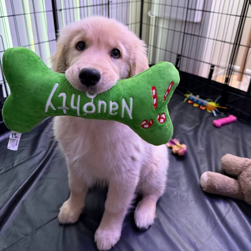 Asbestos (golden retriever)